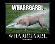 dog.jpg