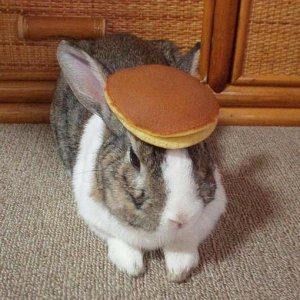 pancake_bunny.jpg?1249339142.jpg