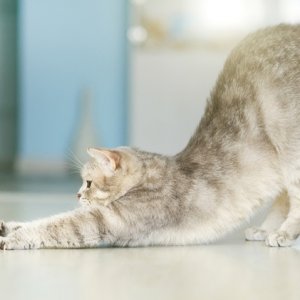 cat-stretching.jpg